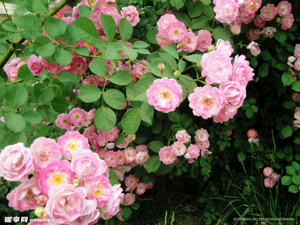 七姊妹花朵图片