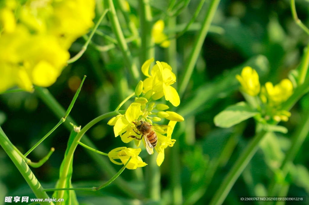油菜花的蜜蜂