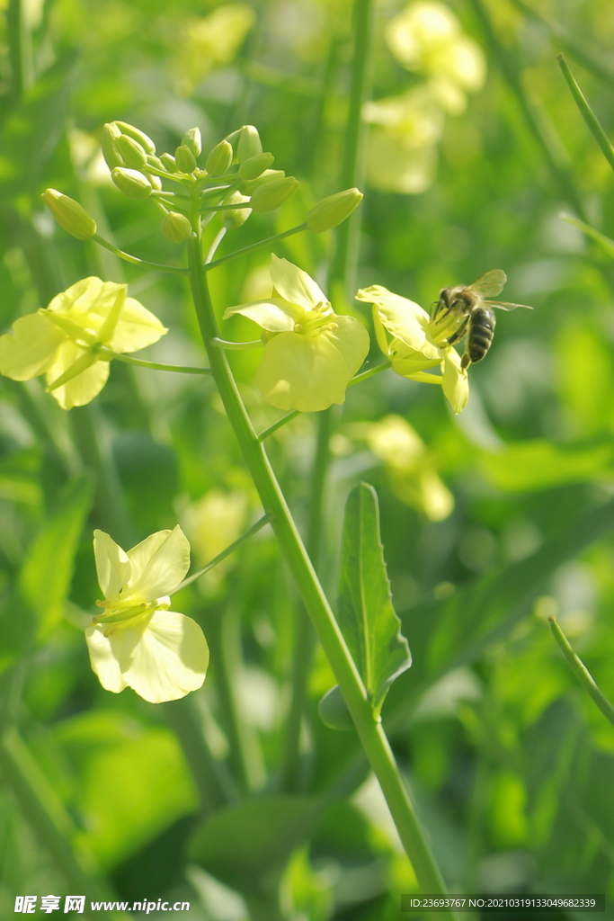 蜜蜂采蜜油菜花