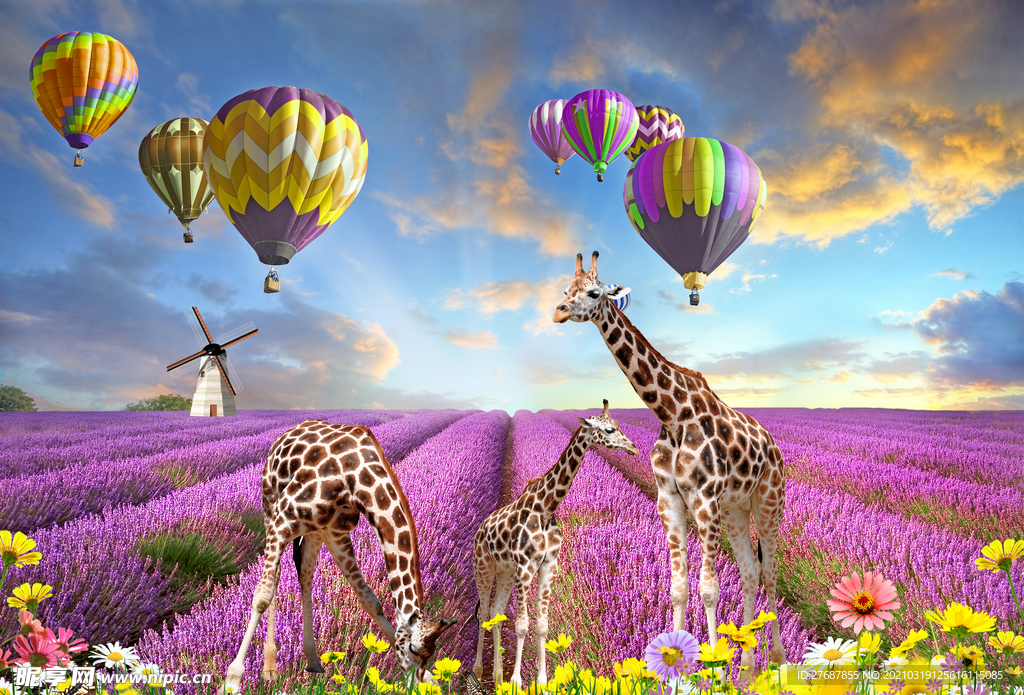熏衣草园热气球长颈鹿