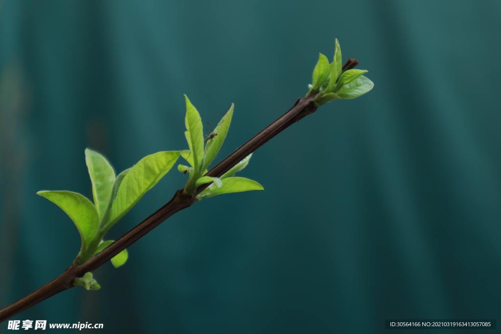 户外嫩枝清新自然生态背景素材