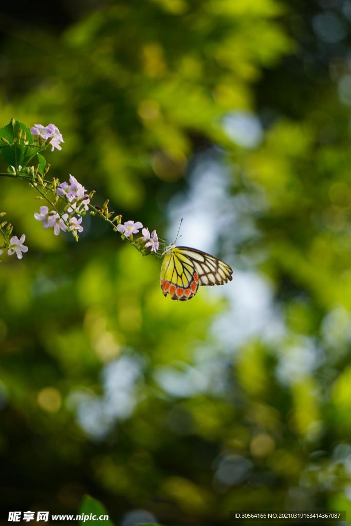 户外蝴蝶自然生态背景素材