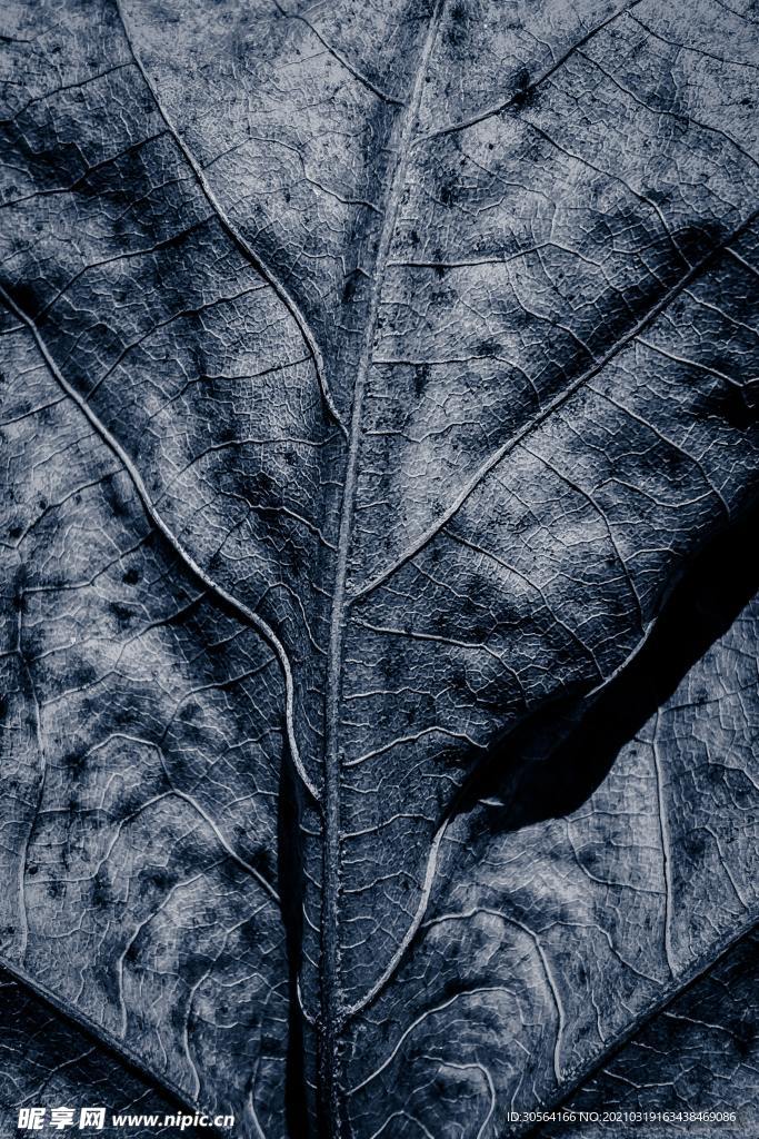 黑白树叶纹理肌理背景素材