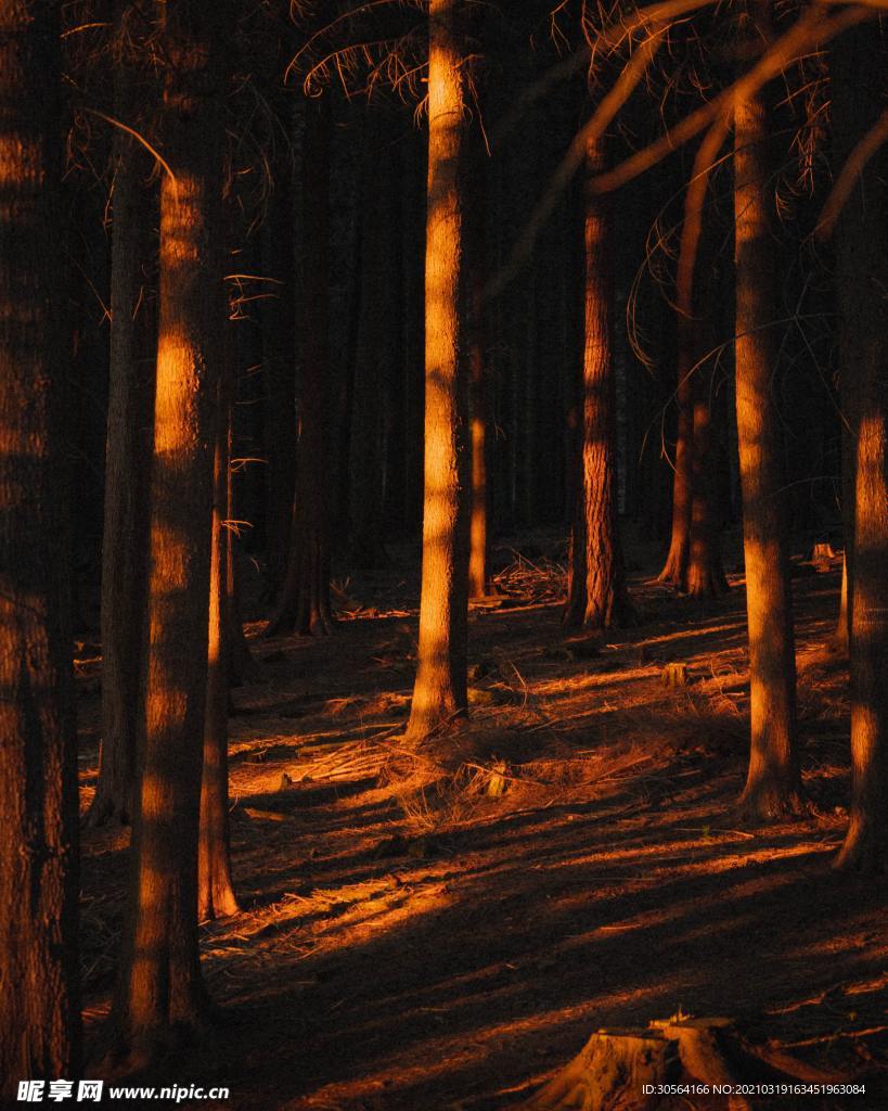 森林树木自然生态背景素材