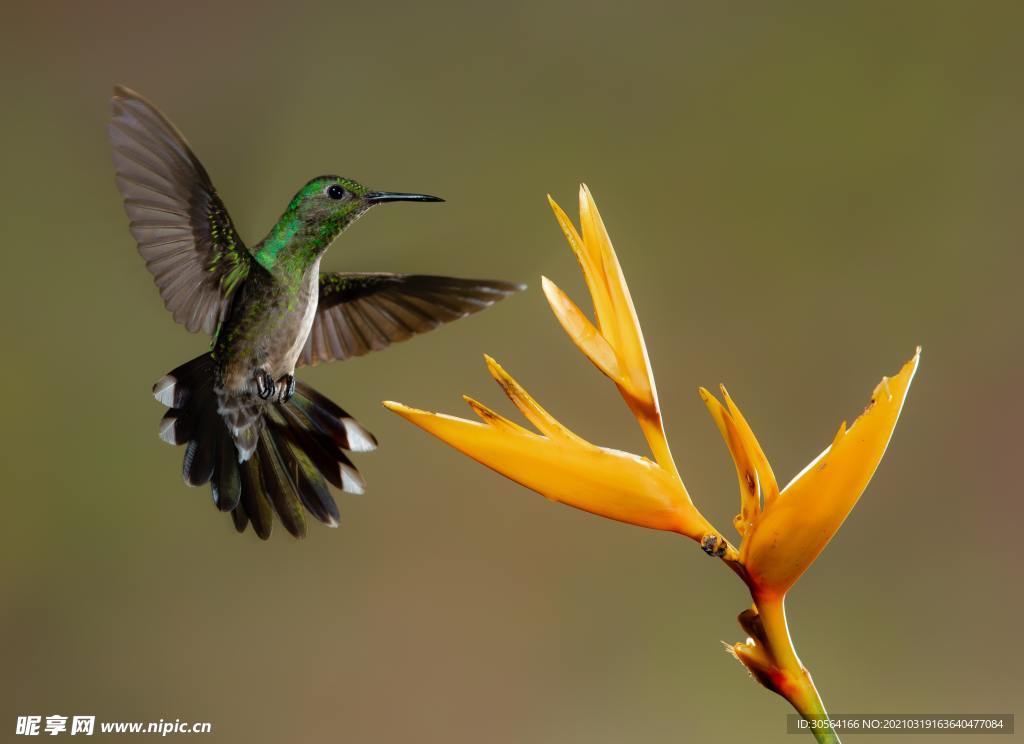 翠鸟生物自然生态背景素材