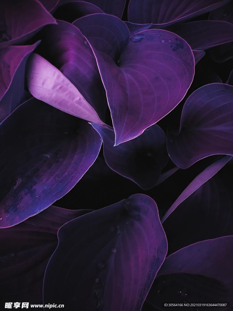 紫色花朵自然生态背景素材