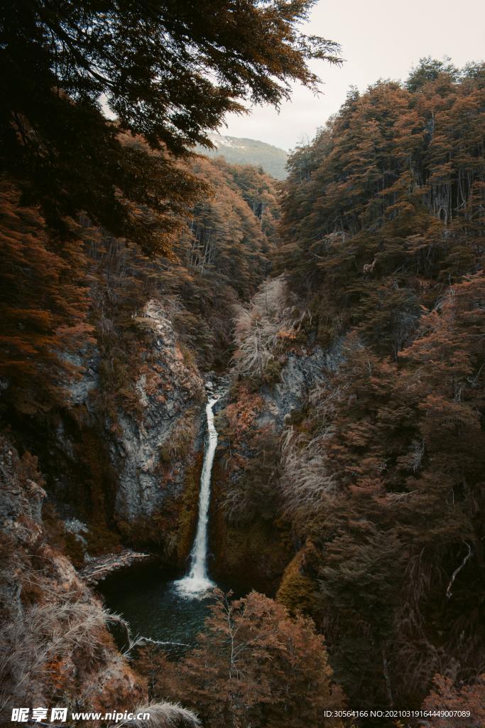 秋季森林自然生态背景素材