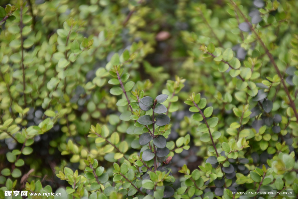 绿植图片