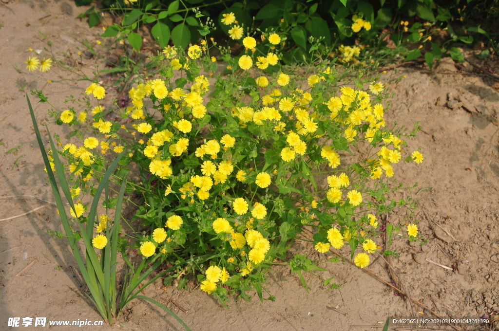 常见野花抱茎苦荬菜