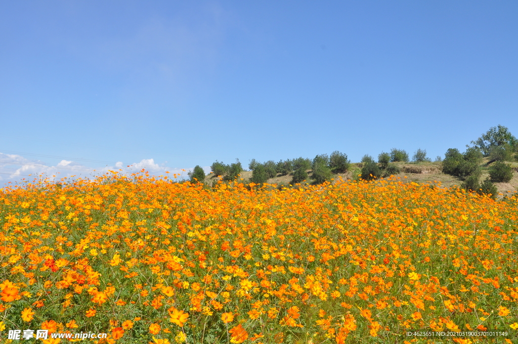 大面积的花卉景观