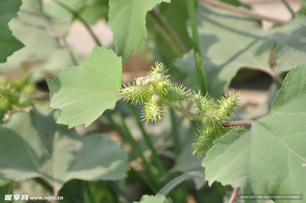 苍耳的果实和叶子
