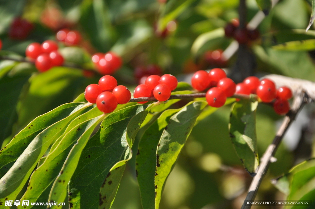 金银木的小红果