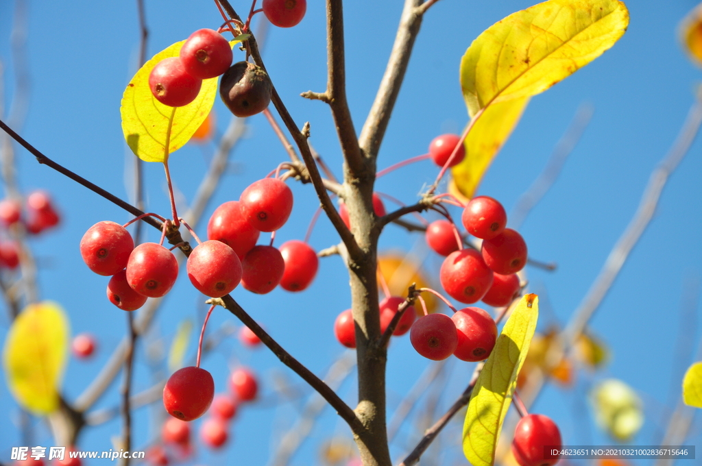 北美海棠的果实