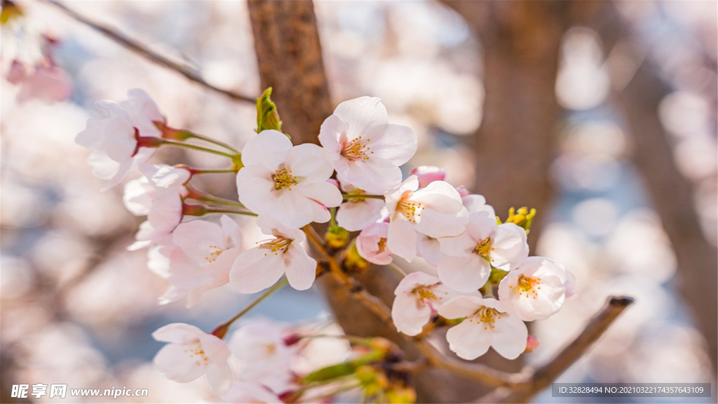 樱花粉色和风自然景观图片素材