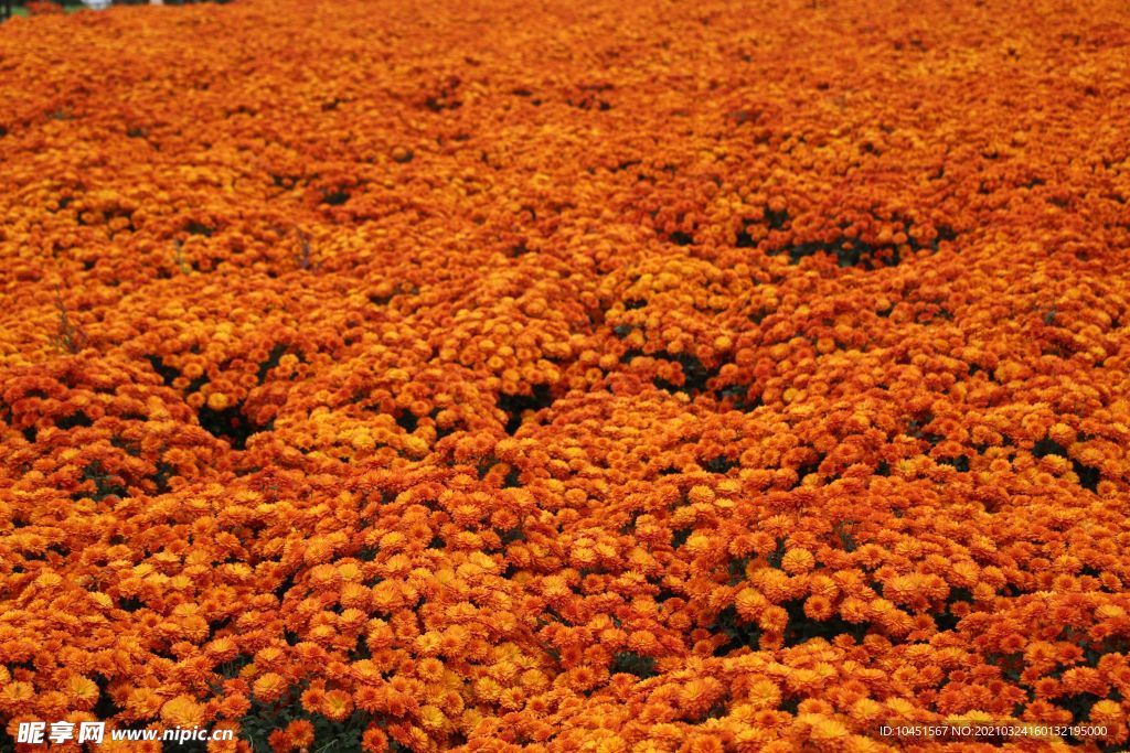 金色菊花圃摄影