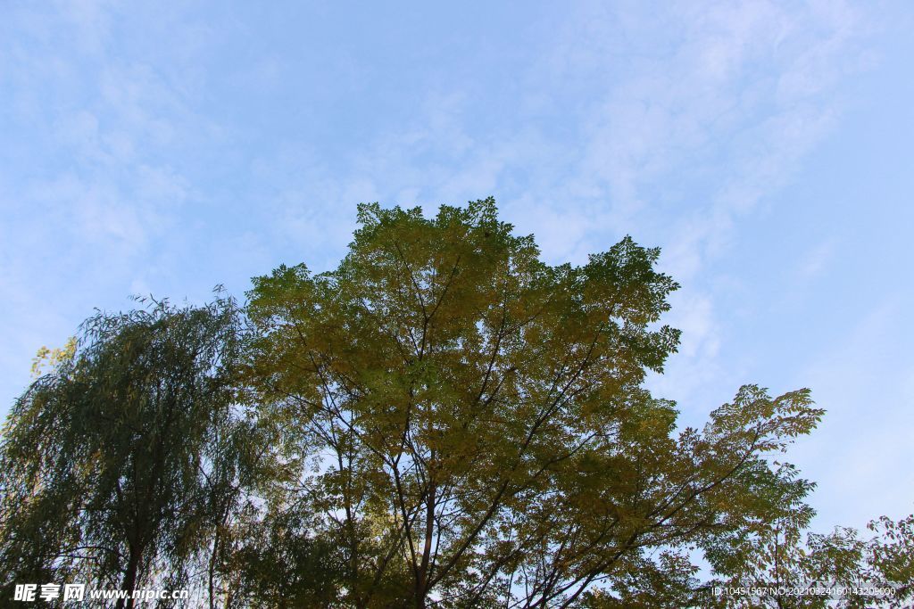 天空下的树木