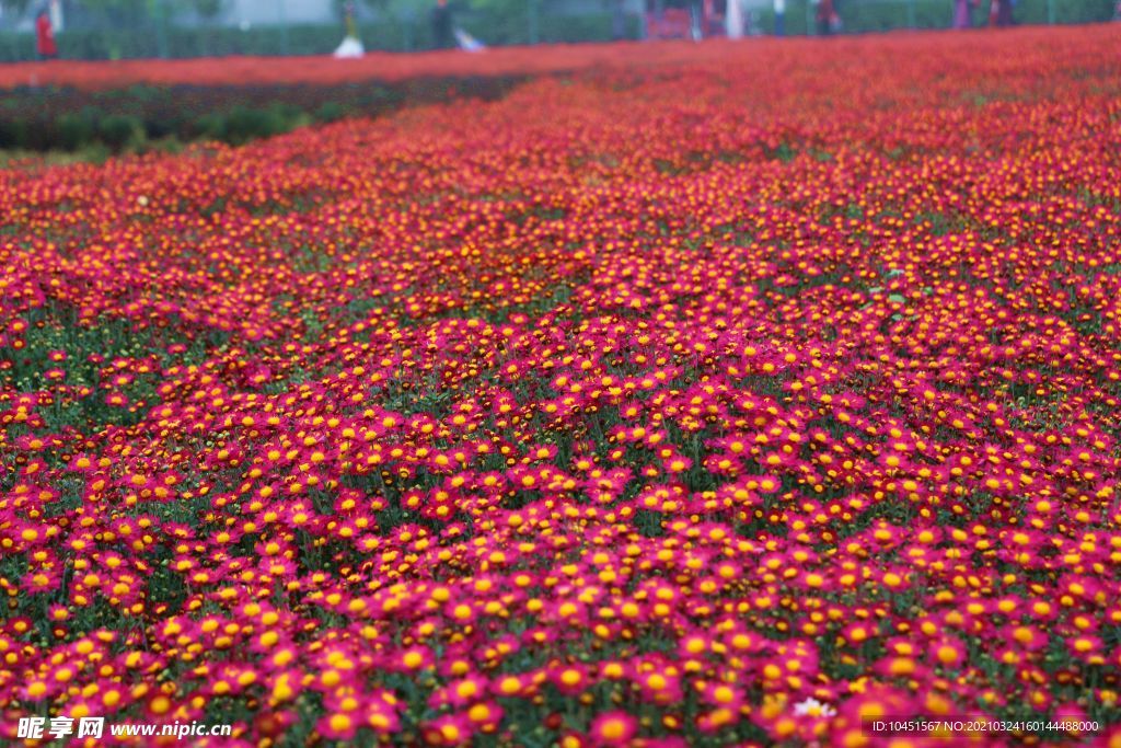 红色菊花花田