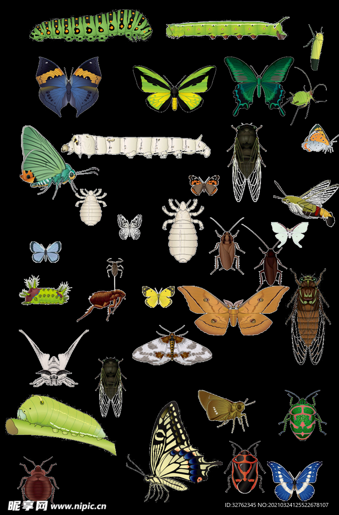 昆虫素材