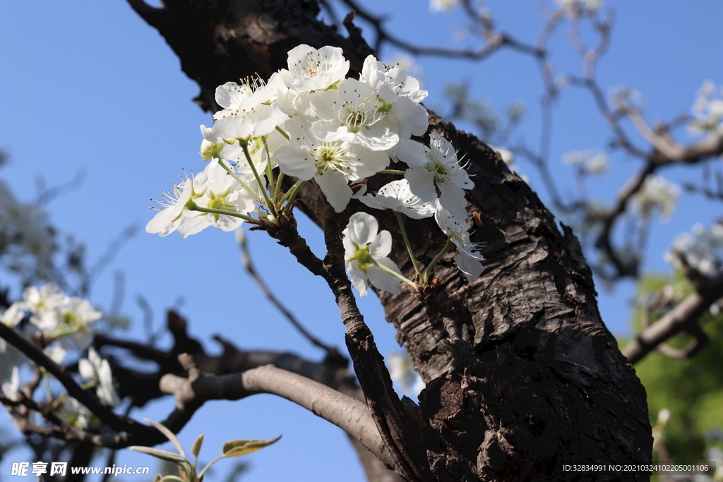 白色梨花