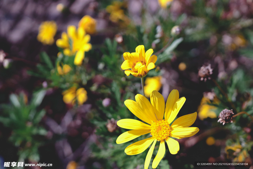 初春的黄金菊