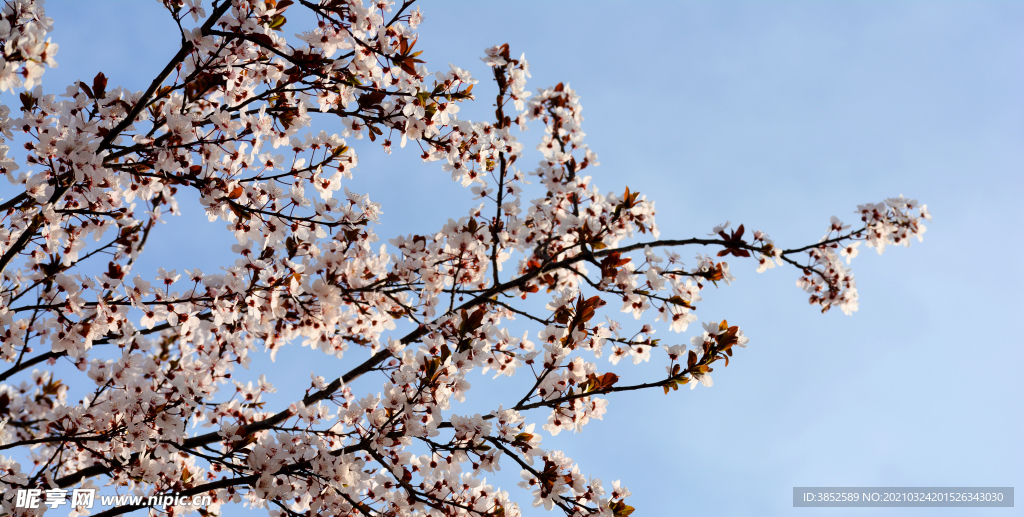 盛开的紫叶李花