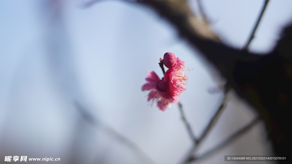 桃花 花 春色 细节花 红色