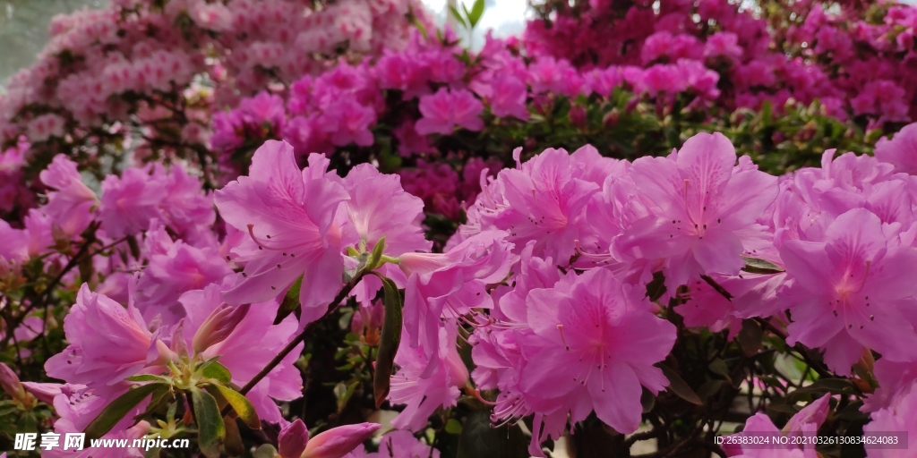 江南公园杜鹃花展
