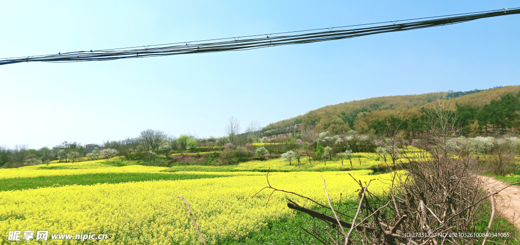 油菜花田世外桃源