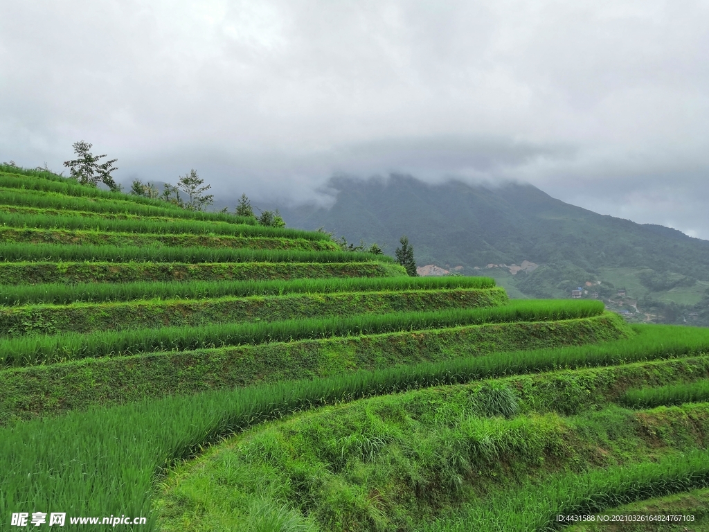龙脊梯田