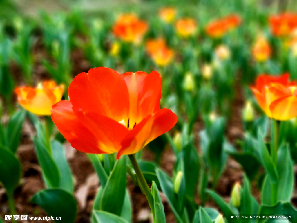 郁金香春天春色满园
