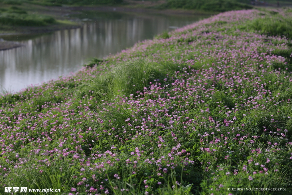 大片花丛 小花 自然花