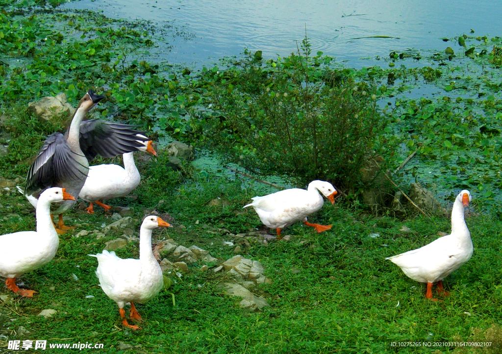 夏天的河边鹅群