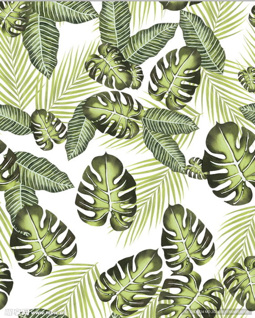 大牌 热带植物 叶子