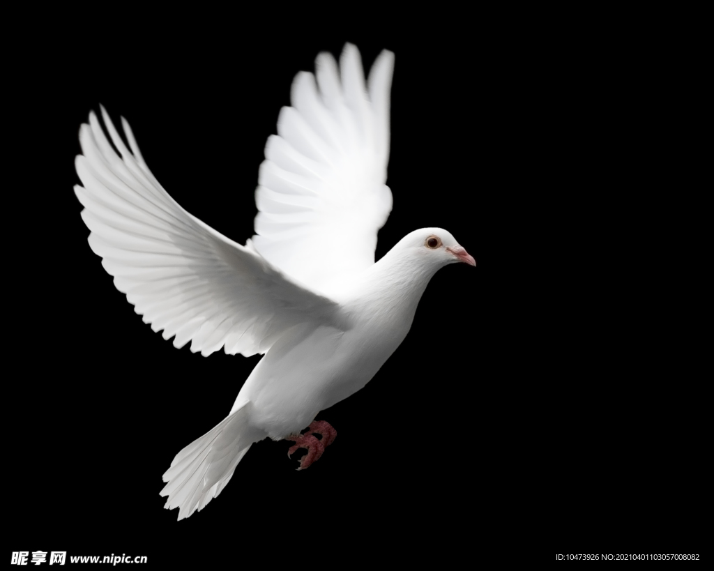 和平鸽摄影图片
