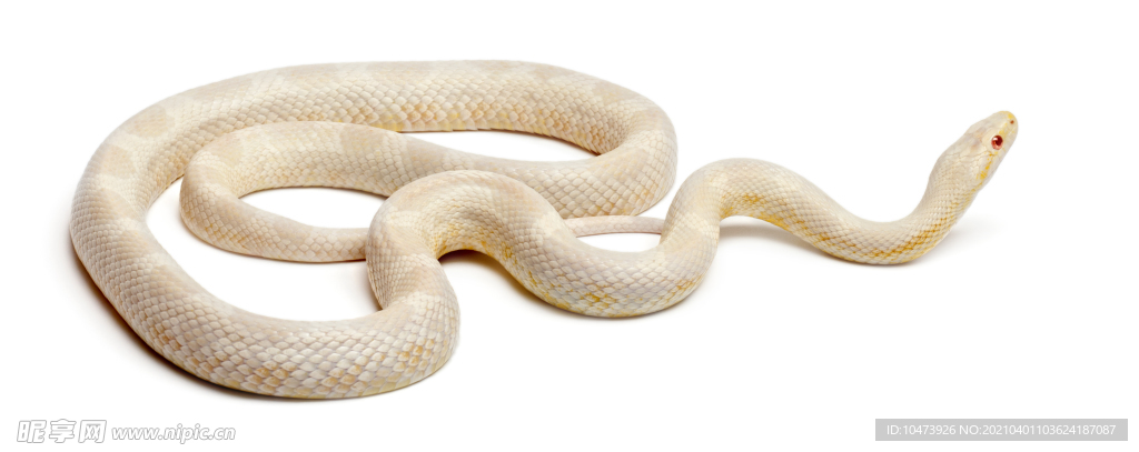 纯种白蛇图片
