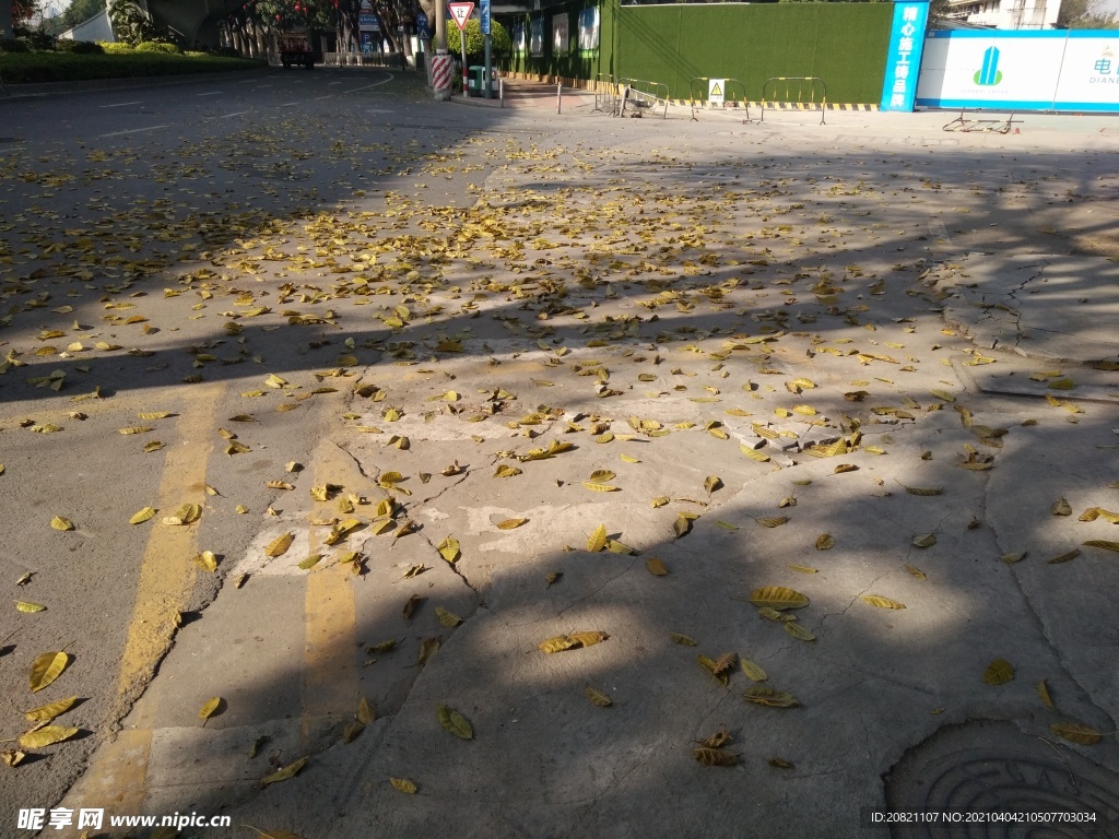 路面落叶
