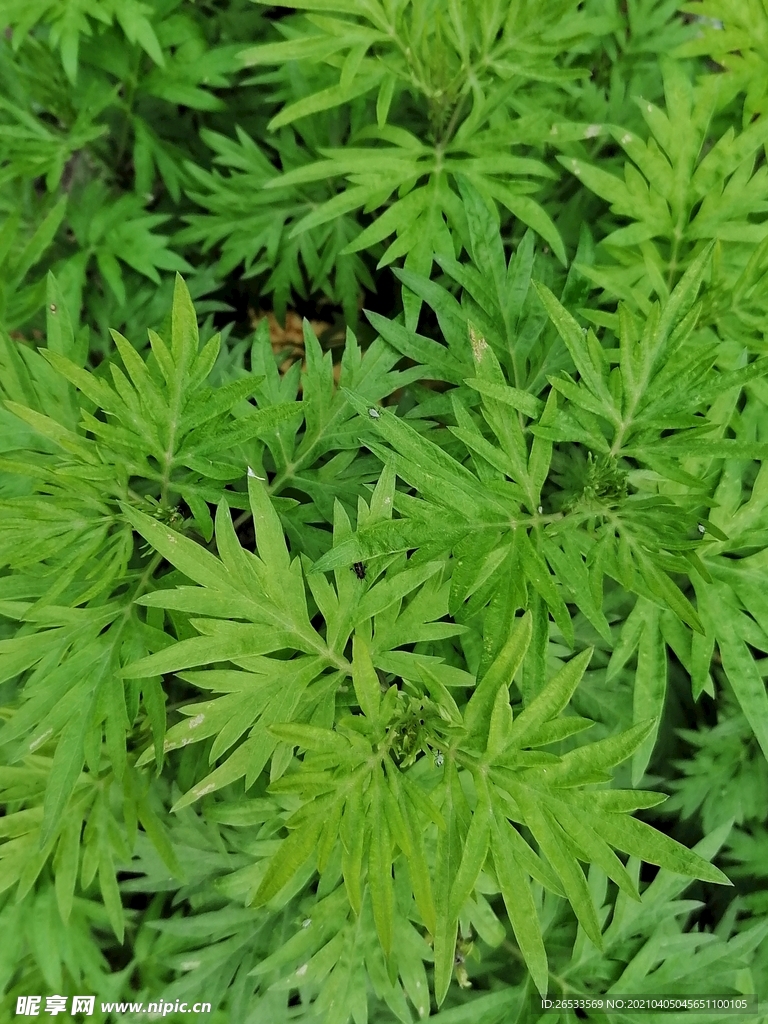 草药 陈艾 青团 医草 艾灸