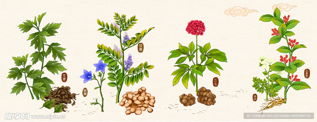 中草药植物插画