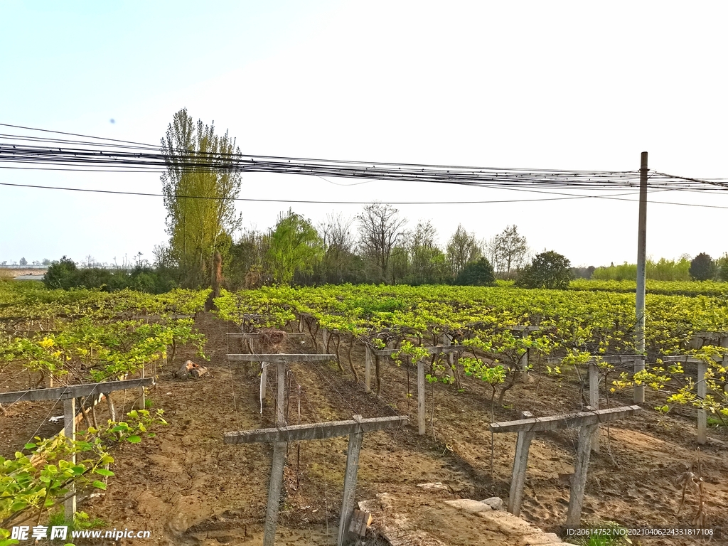 春意浓的乡村美景
