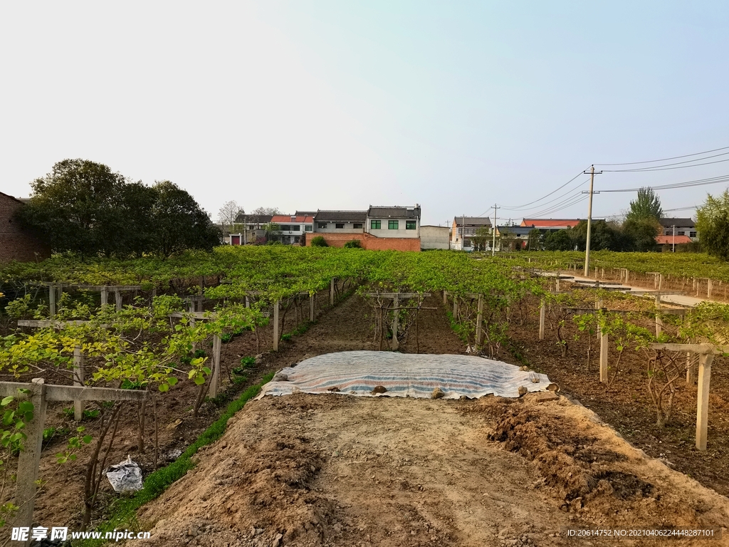春意浓的乡村美景