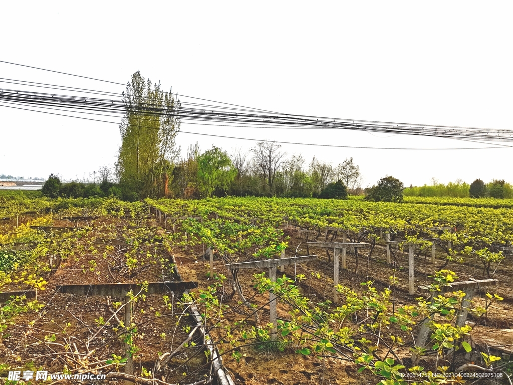 春意浓的乡村美景