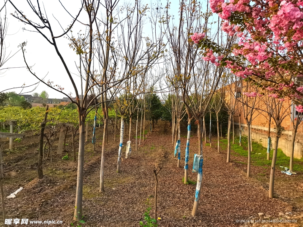 春意浓的乡村美景