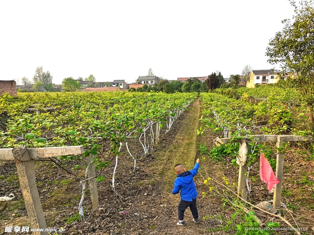 春天里盎然生机的乡村美景