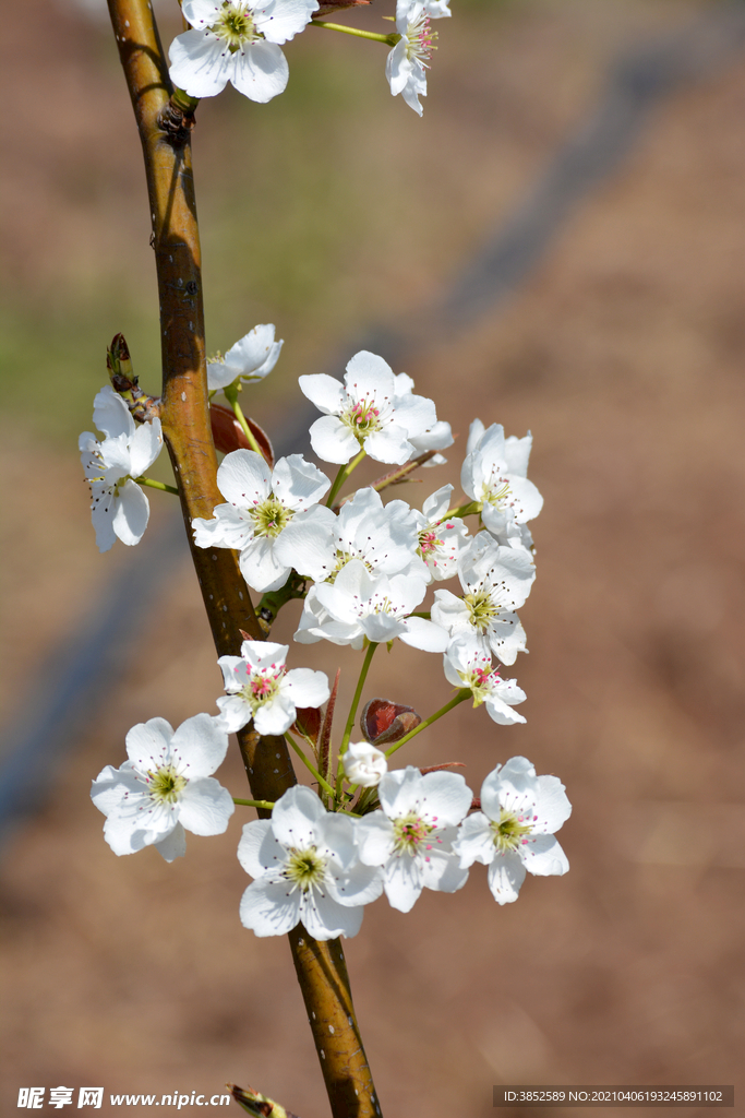 盛开的白色梨花