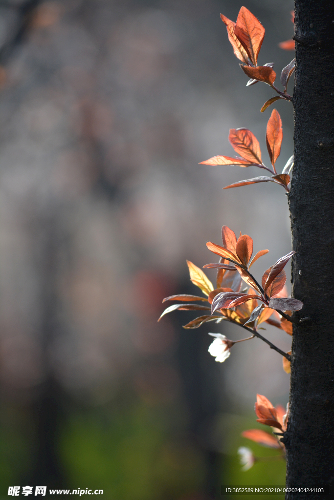 紫叶李树叶 树芽 树叶