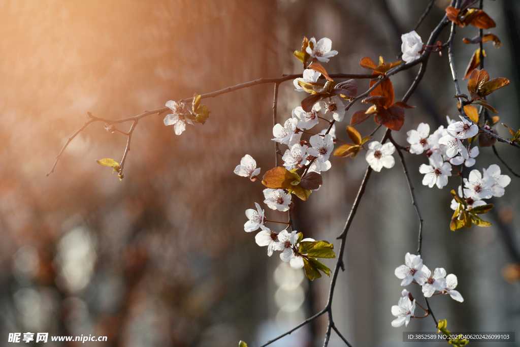 盛开的紫叶李花