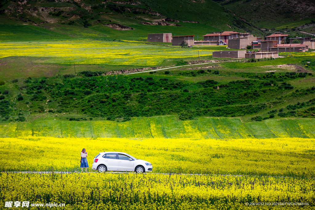 金灿灿的油菜花海