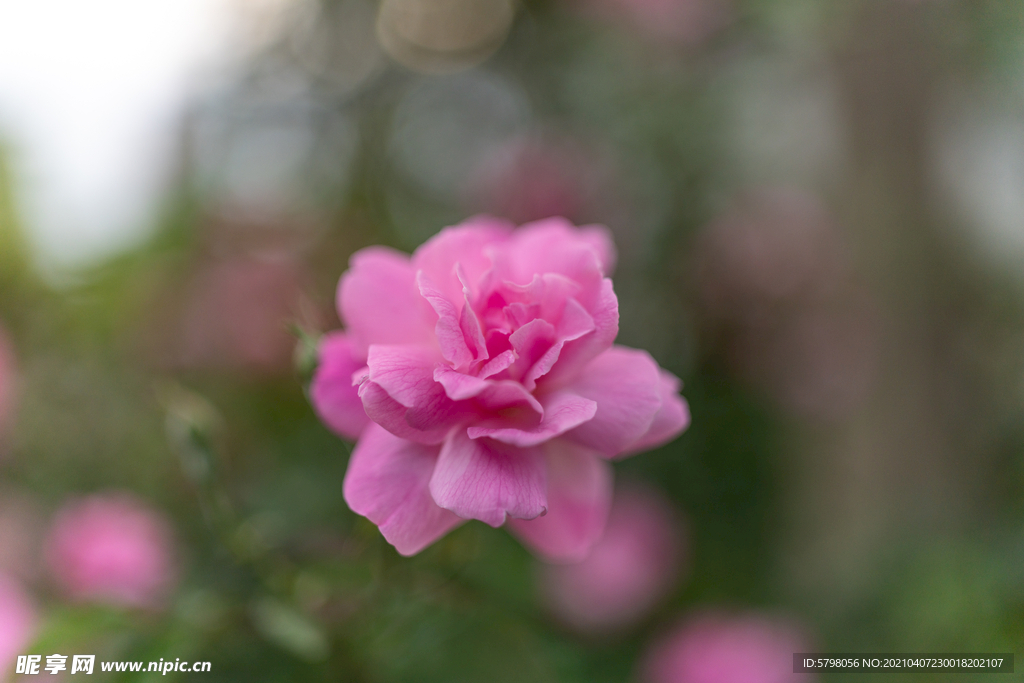 月季花 长春花 月月红 玫瑰花