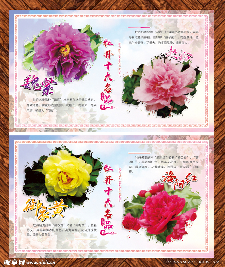 牡丹种类