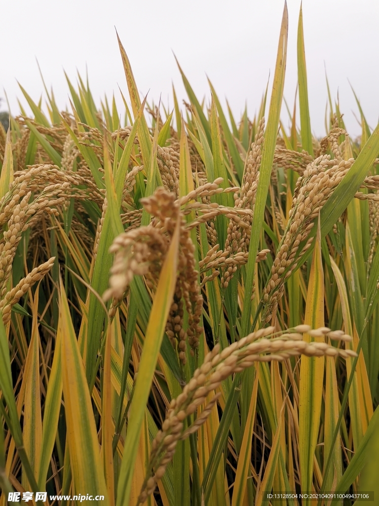 稻田 大米 庄稼 稻谷 粮田
